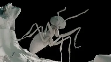 3D-modellierte Ameise auf einem Stein ohne Texturen