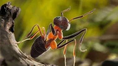 3D-modellierte Ameise auf einem Stein mit Gräsern im Hintergrund, überzogen mit einem Gittermodell