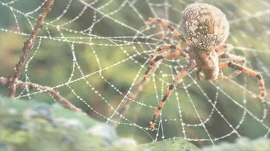 3D Modell einer in ihrem Netz sitzenden Spinne, mit Morgentau am Netz
